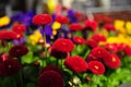 Amazing red flower at someplace in west europe