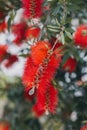 Amazing red flowers of the blooming Callistemon tree in a spring garden Royalty Free Stock Photo