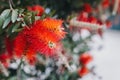 Amazing red flowers of the blooming Callistemon tree in a spring garden Royalty Free Stock Photo