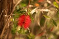 Amazing red flowers of The Bottle Brush tree Callistemon Royalty Free Stock Photo