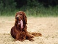 Amazing red irish setter in summer evening forest dog