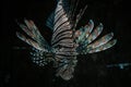 Amazing red lionfish swimming underwater on black background. Tropical sea bottom. Predator dangerous coral reef fish. Royalty Free Stock Photo