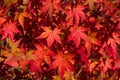 Amazing Red Maple Bonsai. Seeing a Japanese maple, fall in love with it forever! The beauty of Japanese maples culminates in the f