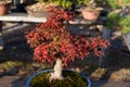 Amazing Red Maple Bonsai. Seeing a Japanese maple, fall in love with it forever! The beauty of Japanese maples culminates in the f Royalty Free Stock Photo