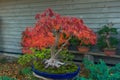 Amazing Red Maple Bonsai. Seeing a Japanese maple, fall in love with it forever! The beauty of Japanese maples culminates in the f Royalty Free Stock Photo