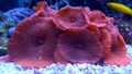 Amazing red Mushroom Colony coral