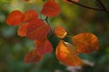 Amazing red orange leaves on a tree branch in a magical sunny autumn forest Royalty Free Stock Photo