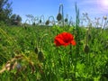 Amazing red poppy flower and green field against blue sky and light clouds. Early summer landscape in sunny day. Horizontal view. Royalty Free Stock Photo