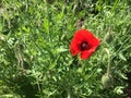 Amazing red poppy flower and green field. Early summer landscape in sunny day. Top view. Scarlet opium plant in garden in sunlight Royalty Free Stock Photo