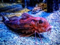 Amazing red and strange fish