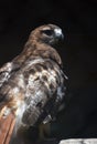 Amazing Red Tail Hawk Looking Around in Nature Royalty Free Stock Photo