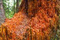 The amazing red wood of the Western Red Cedar tree