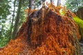 The amazing red wood of the Western Red Cedar tree