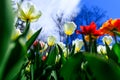 Amazing red, yellow, orange, red and white tulips, blooming in a garden. Colorful flowers in a bright spring day with lots of