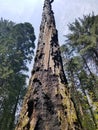 Amazing redwoods California Royalty Free Stock Photo