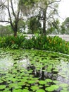 Trees reflecting in the pond with water lilies