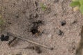 Amazing register of tiny ants working to build their nest. Macro