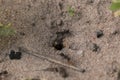 Amazing register of tiny ants working to build their nest. Macro