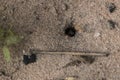 Amazing register of tiny ants working to build their nest. Macro