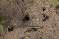 Amazing register of tiny ants working to build their nest. Macro