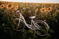 Amazing retro styled white bicycle in blooming sunflowers field at sunset background. Atmospheric scene, vintage photo Royalty Free Stock Photo