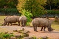 Amazing rhino in a zoo enclosure made to look like natural habitat. Preserving animals for future in safe and comfortable Royalty Free Stock Photo