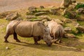 Amazing rhino in a zoo enclosure made to look like natural habitat. Preserving animals for future in safe and comfortable Royalty Free Stock Photo