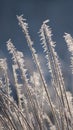 Amazing rime and frost crystals on grass in sunlight