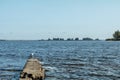 Amazing river landscape whits larus herring gull