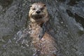 Amazing River Otter on His Back in a River Royalty Free Stock Photo