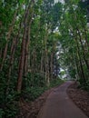 Amazing road to montain