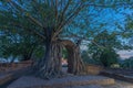 Amazing root of banyan tree hold the old ancient door for long time in Ayutthaya period