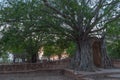 Amazing root of banyan tree hold the old ancient door for long time in Ayutthaya period