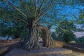 Amazing root of banyan tree hold the old ancient door for long time in Ayutthaya period