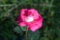 Amazing rose flower