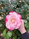 Amazing rose flower!!