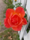 Amazing rose next to a fence