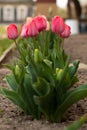 Amazing rose tulips in the flowerbed blooming in spring