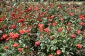 Amazing roses in Santiago, Chile Royalty Free Stock Photo
