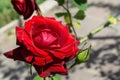 Rose garden to Rome Italy Royalty Free Stock Photo