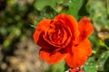 Rose garden to Rome Italy Royalty Free Stock Photo