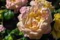 Rose garden to Rome Italy Royalty Free Stock Photo
