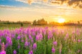 Amazing rural landscape with sunrise  and  blossoming meadow Royalty Free Stock Photo