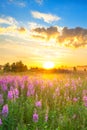 Amazing rural landscape with sunrise  and  blossoming meadow Royalty Free Stock Photo