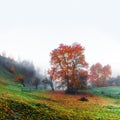 Amazing rural scene on autumn valley Royalty Free Stock Photo