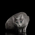 Amazing Russian blue Cat on Black Background Royalty Free Stock Photo