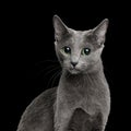 Amazing Russian blue Cat on Black Background Royalty Free Stock Photo