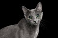 Amazing Russian blue Cat on Black Background