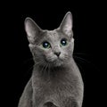 Amazing Russian blue Cat on Black Background Royalty Free Stock Photo