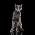 Amazing Russian blue Cat on Black Background Royalty Free Stock Photo